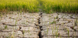 Soil Degradation and its repercussions on the environment featured
