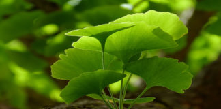 Ginkgo biloba leaf 1
