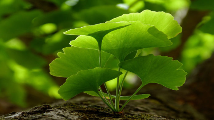 Ginkgo biloba leaf 1
