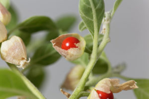 Ashwagandha plant