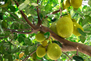jackfruit nutrition