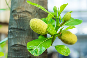 benefits of jackfruit