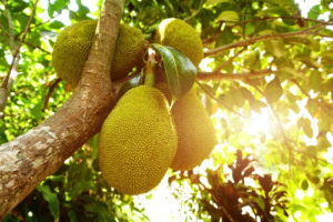 how to eat jackfruit