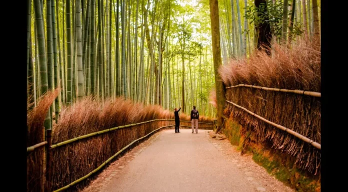 bamboo forest