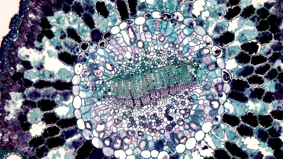 What is Cell Line Engineering?