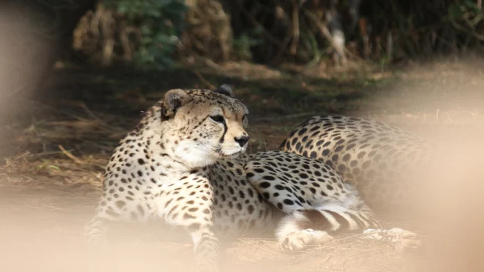 rajkotupdates.newscheetah-magnificent-but-fragile-experts-list-concerns-for-cheetahs