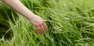 Touch grass