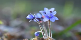 Tundra Plants