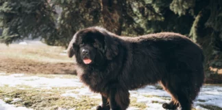 Tibetan Mastiff