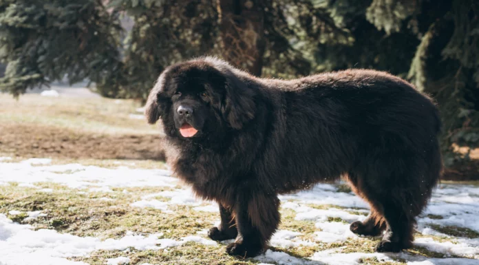 Tibetan Mastiff