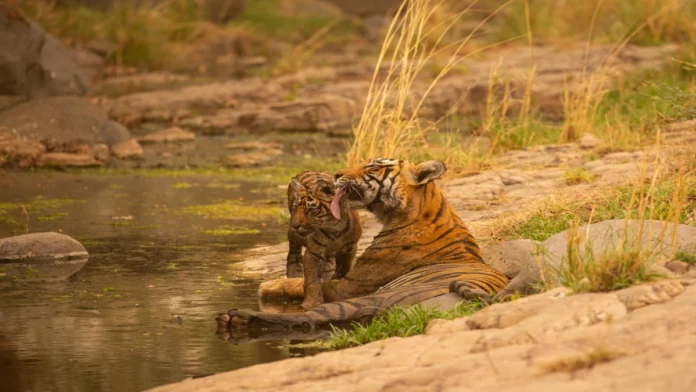 Ranthambore National Park