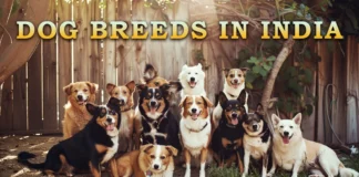 dog breeds in India