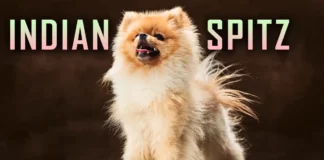 Indian Spitz