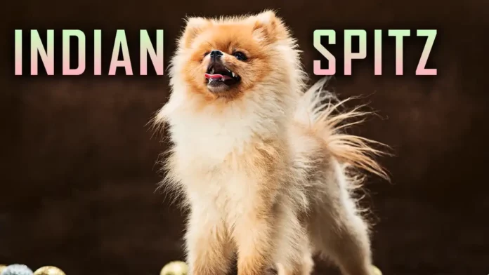 Indian Spitz