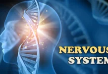 nervous system