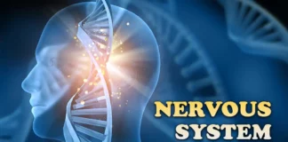 nervous system