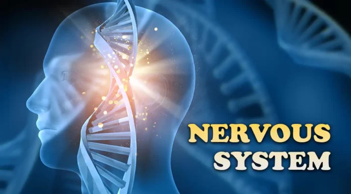 nervous system