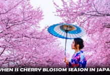 when is Cherry Blossom Season in Japan