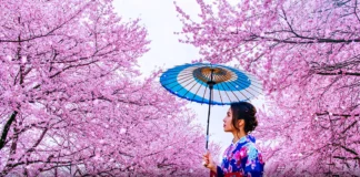 when is Cherry Blossom Season in Japan