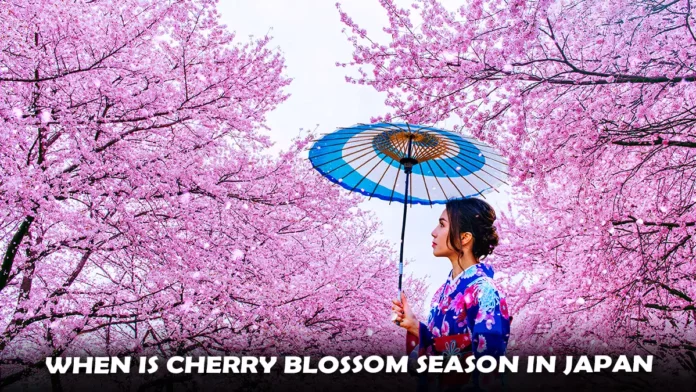 when is Cherry Blossom Season in Japan