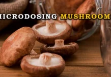 microdosing mushrooms