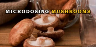 microdosing mushrooms