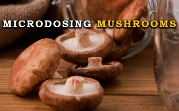 microdosing mushrooms