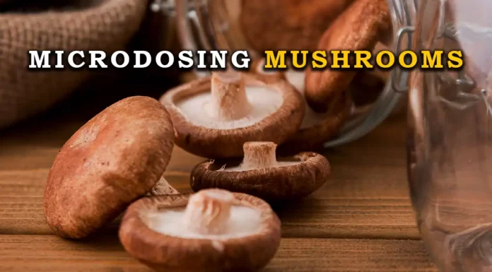 microdosing mushrooms