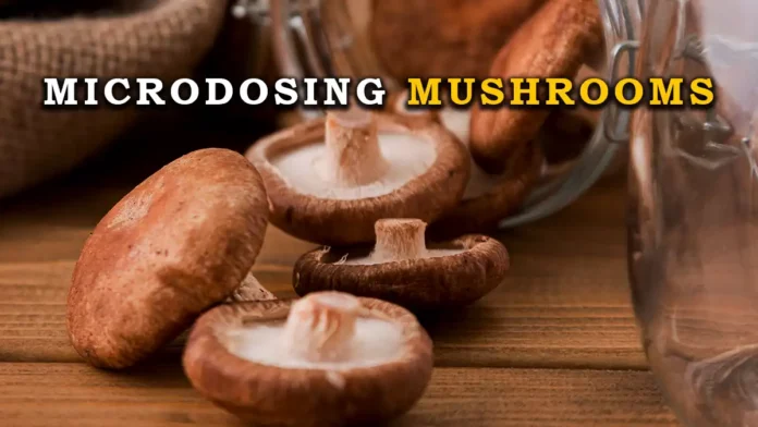 microdosing mushrooms