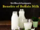 wellhealthorganic benefits of buffalo milk